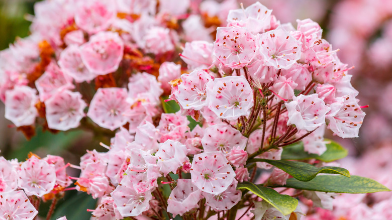 Flowering mountain laurel