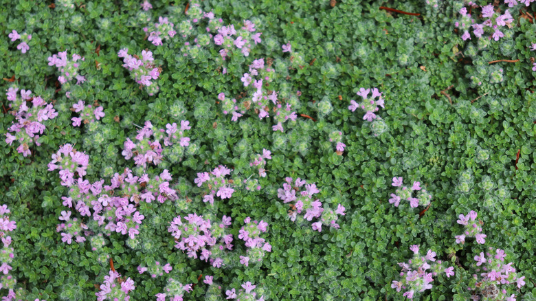 Woolly thyme with flowers