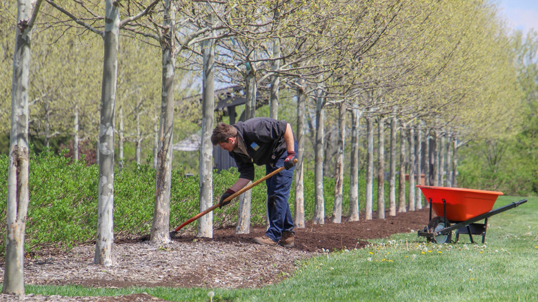 A gardener adds mulch to the soil underneath a row of tall trees.