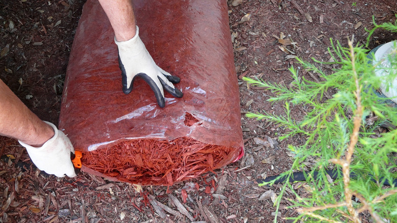 A person with a bag of red-dyed cypress mulch about to empty it onto a garden bed.