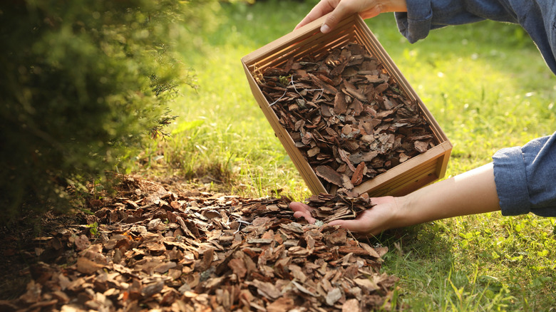 Woman applying bark mulch under a shrub.