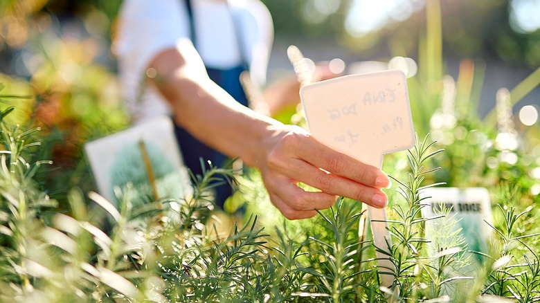 Close-up of a person's hand placing a plant marker among rosemary