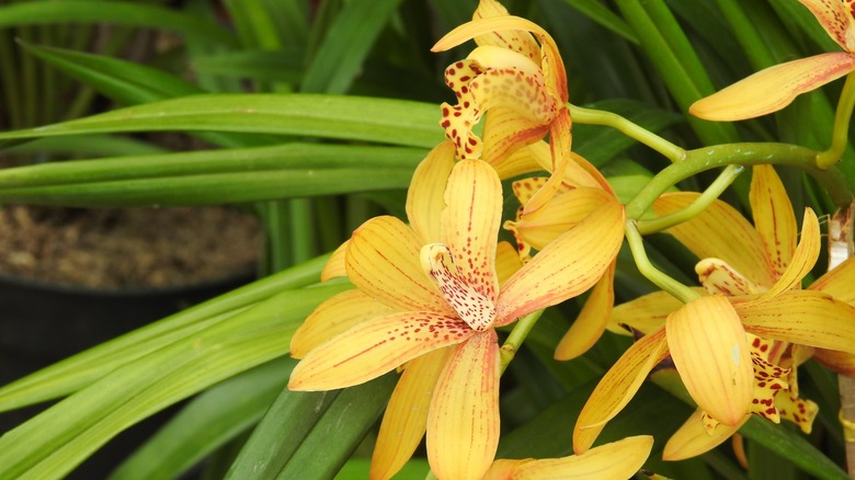 a yellow boat orchid in bloom
