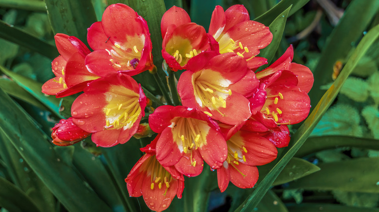 a red and yellow bush lily in bloom