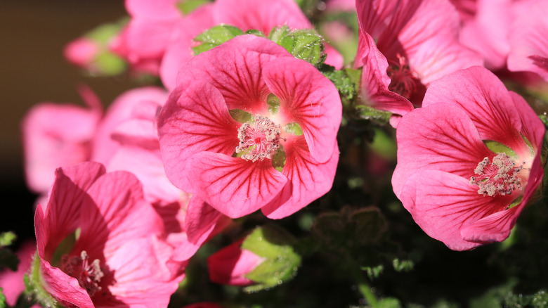 pink cape mallow flowers in bloom