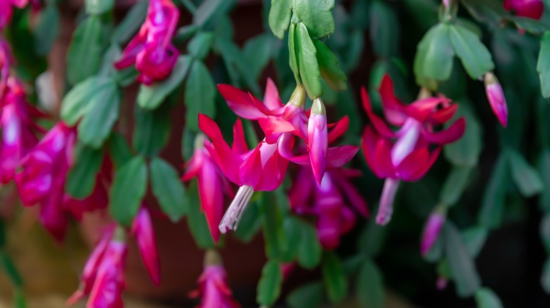 flowers of a Christmas cactus