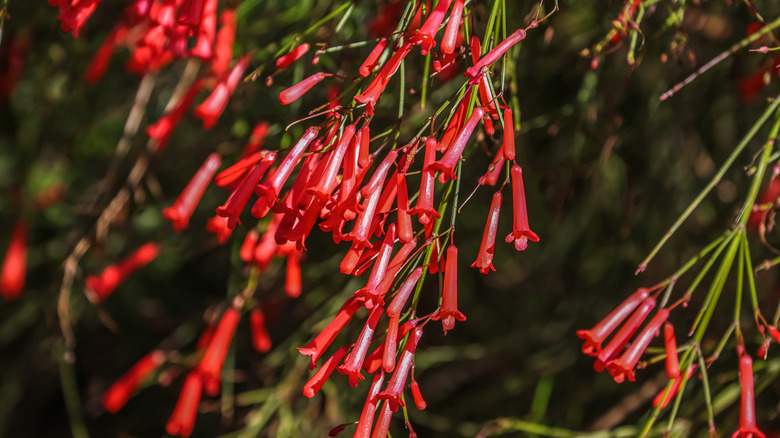 tubular, scarlet flowers of the coral plant.
