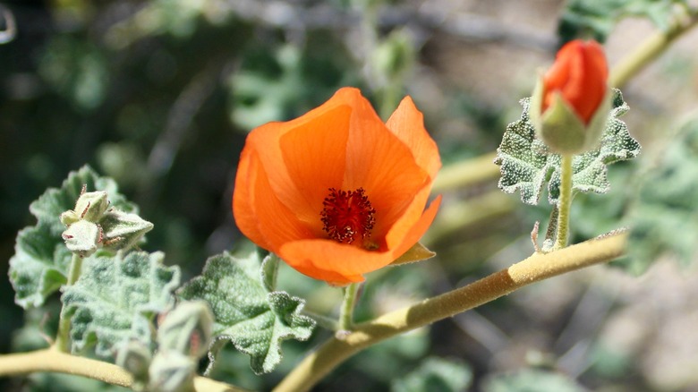 a small desert globemallow flower