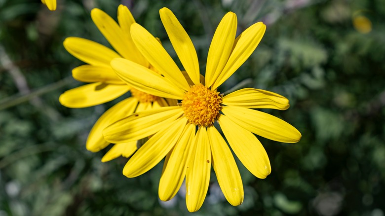 a golden shrub daisy in bloom