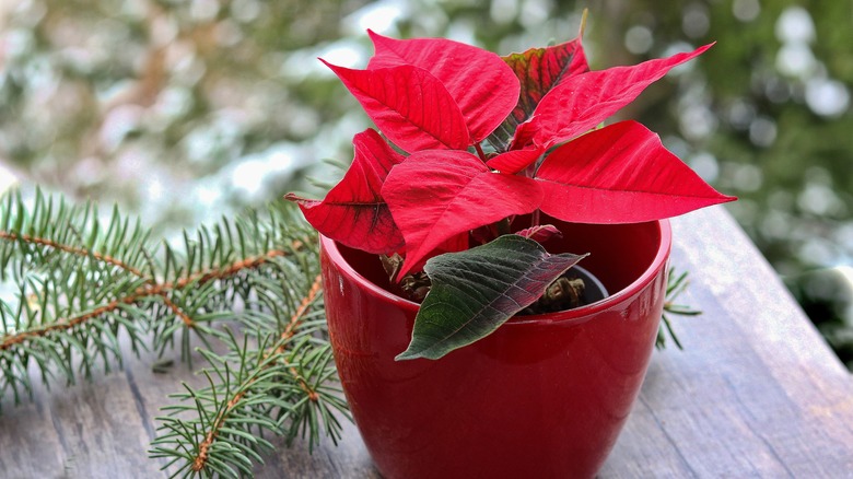 a poinsettia in a rust-colored pot on a table