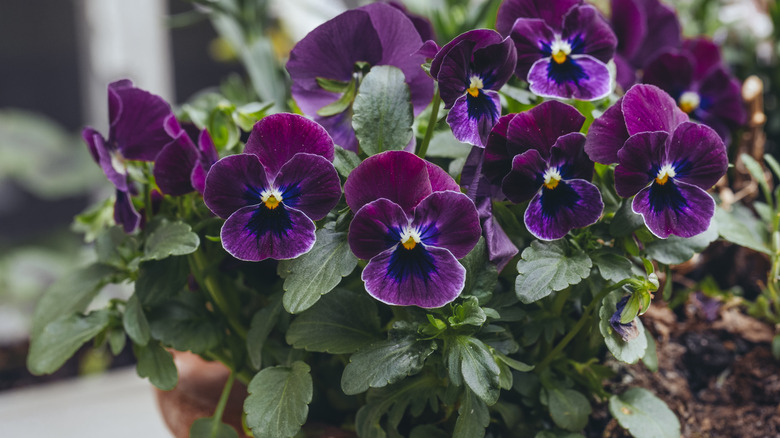 deep purple pansies in a terracotta pot