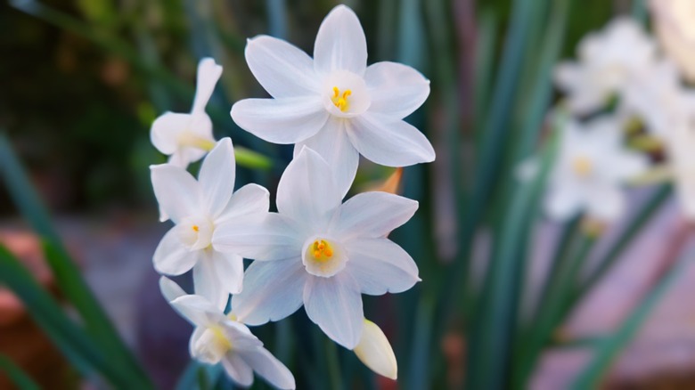 paperwhite flowers in bloom