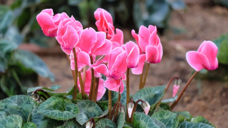 a cluster of pink persia cyclamen flowers
