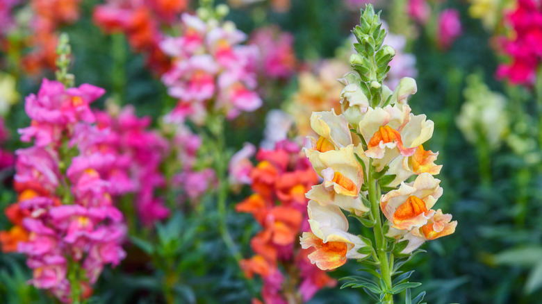 color snapdragons in bloom
