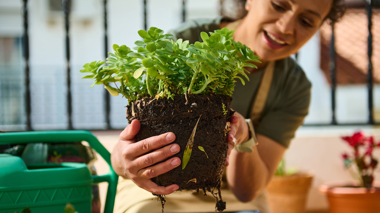 Woman removing plant from pot