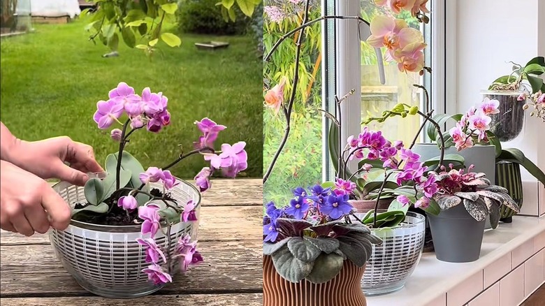 Orchids planted in a salad spinner; planted orchid among other plants on a windowsill