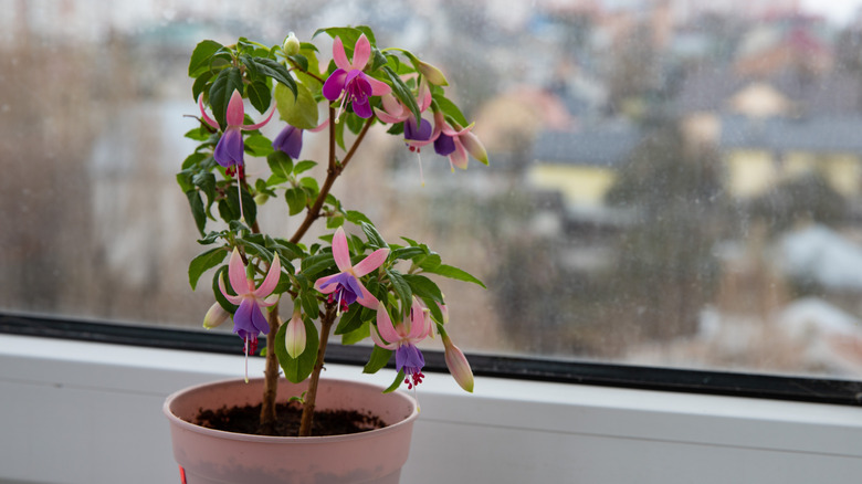 fuchsia plant indoors on windowsill
