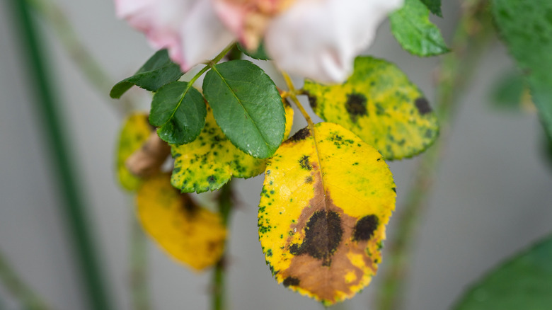 rose leaves with fungal leaf spots