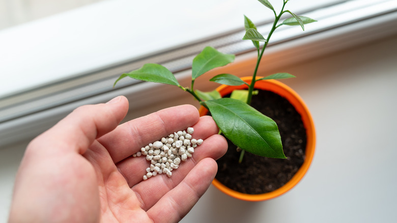 hand applying fertilizer granules to a potted plant