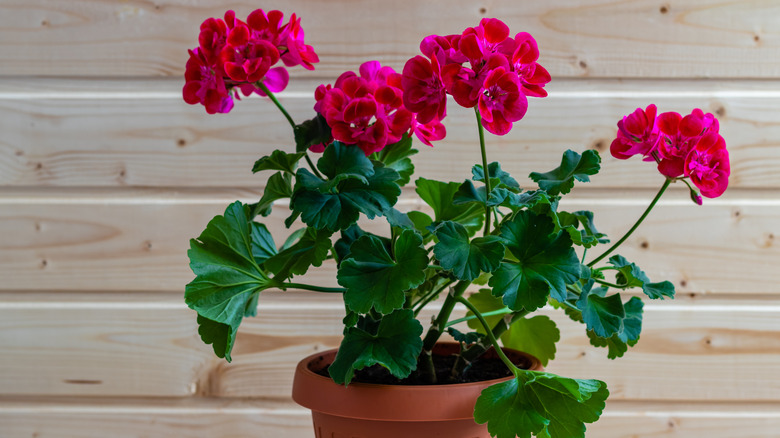 geranium in pot indoors