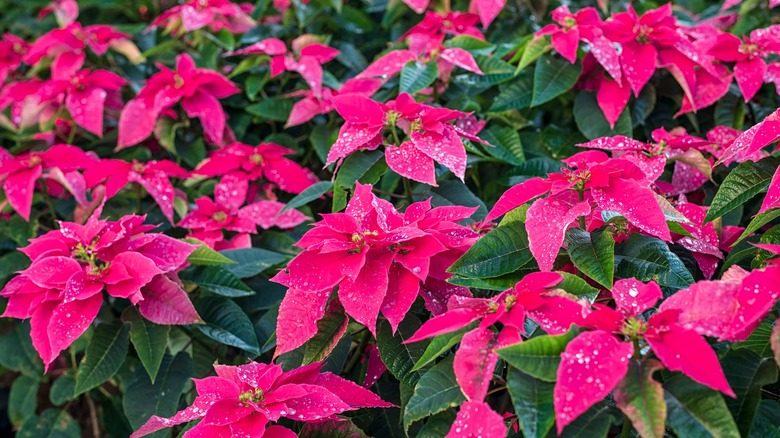 flowering poinsettias in pots covered in water droplets