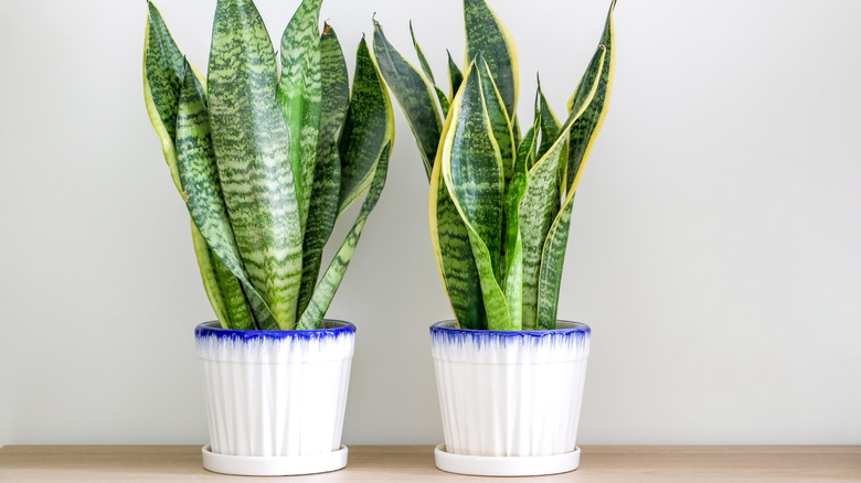 snake plants in pots standing in saucers