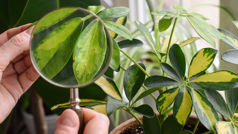 Inspecting houseplant leaves through a magnifying glass