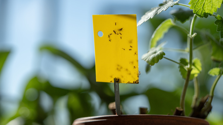 fungus gnats on yellow sticky paper