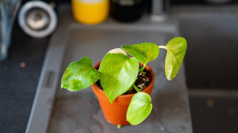 watering a plant in the sink