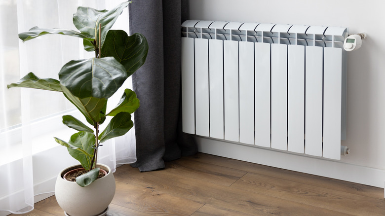 ficus near a radiator