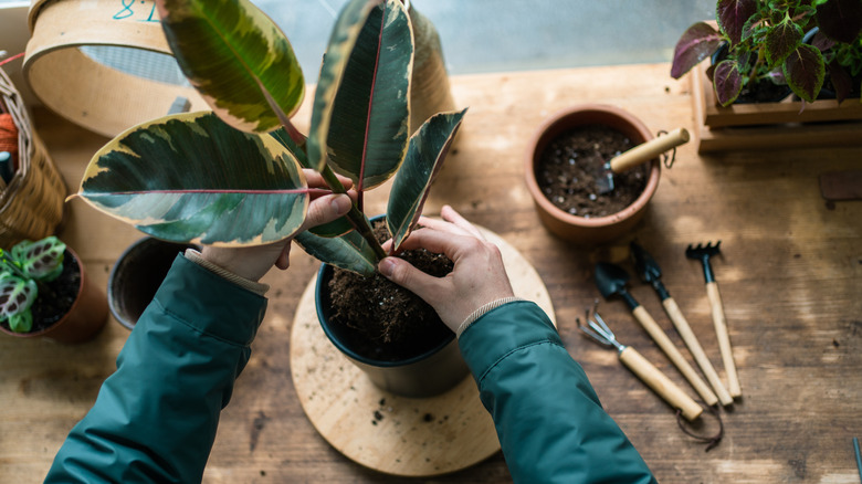 Person repotting plant indoors