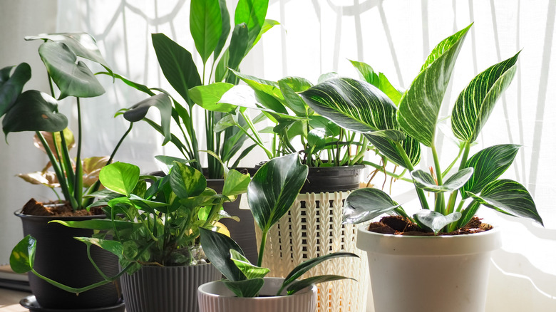 Various houseplants grouped together by window