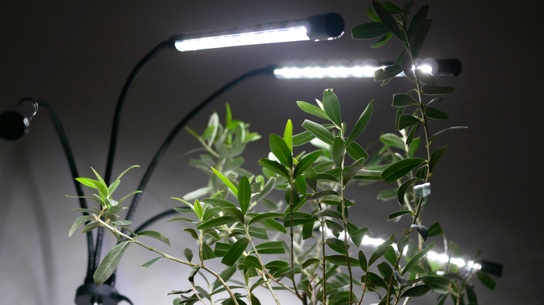 a potted olive tree under LED lights