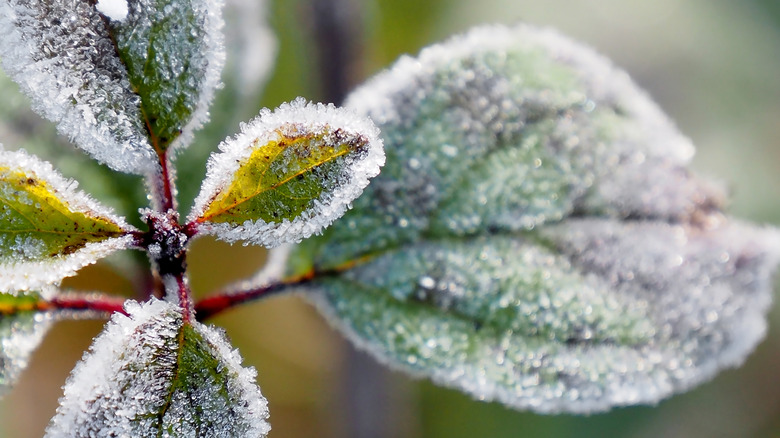 Frost on the leaves of a plant