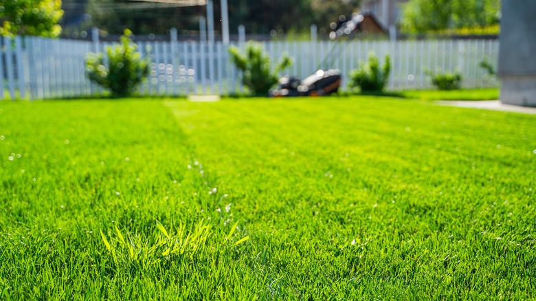 A partially cut lawn with landscaping and a mower in the background.