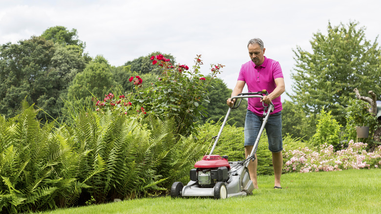 A man mowing along the border of his grass and fern-filled flower bed.
