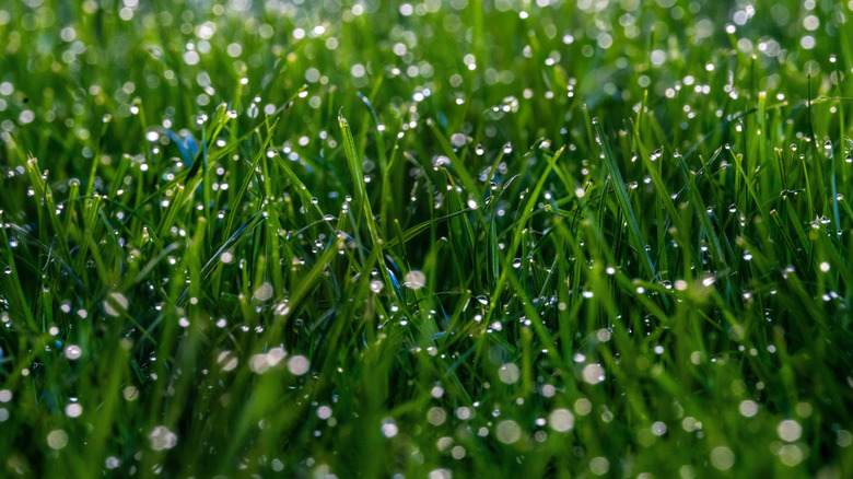 Wet grass