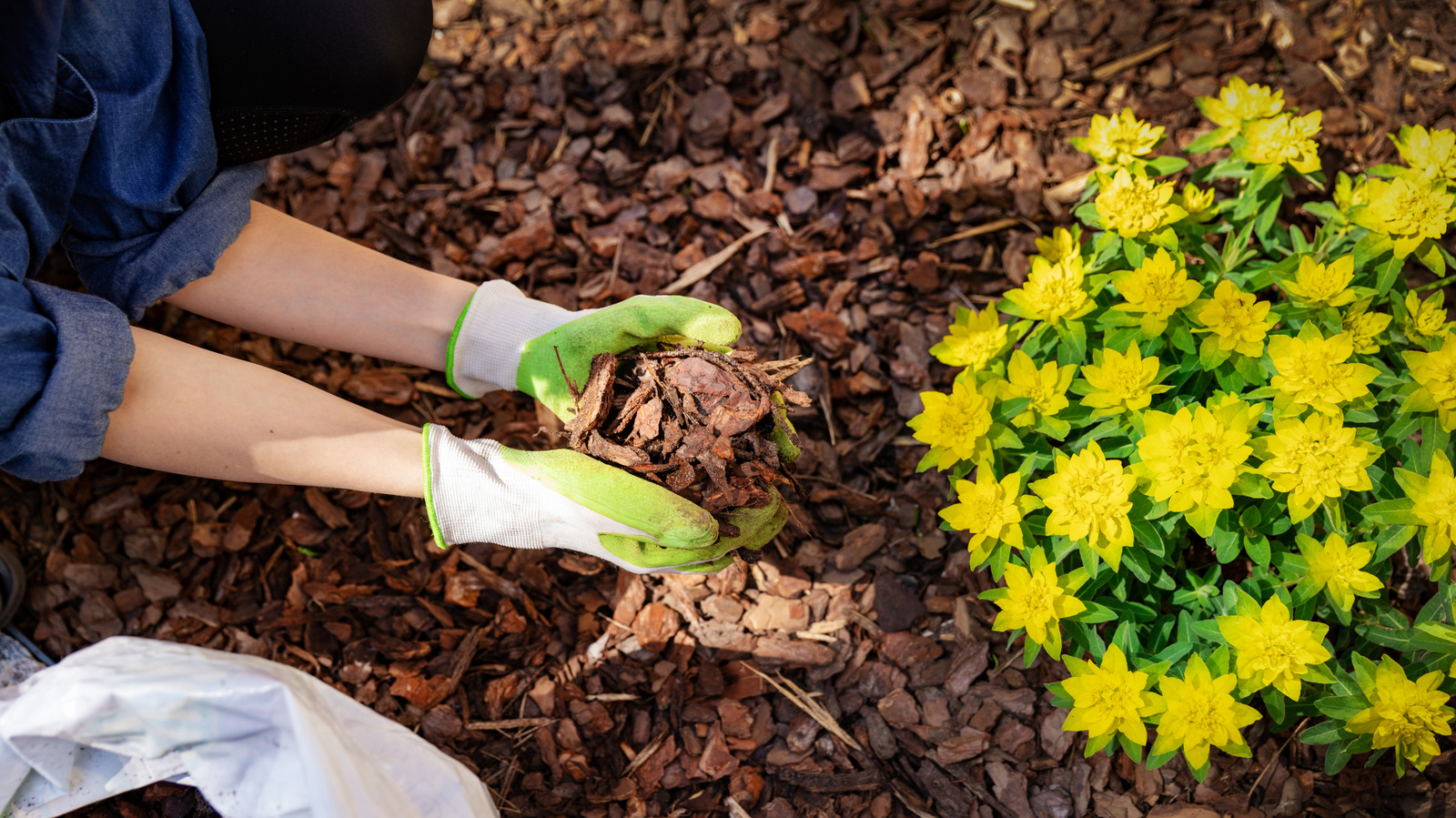Mulch Vs Wood Chips: What's The Difference And Why Does It Matter?
