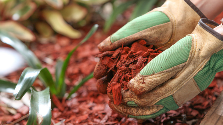 A pair of gloved hands holds a handful of red wood chips, with more wood chips and a small green plant blurred in the background.