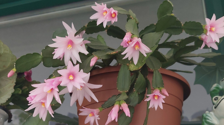 blooming Easter cactus in a pot