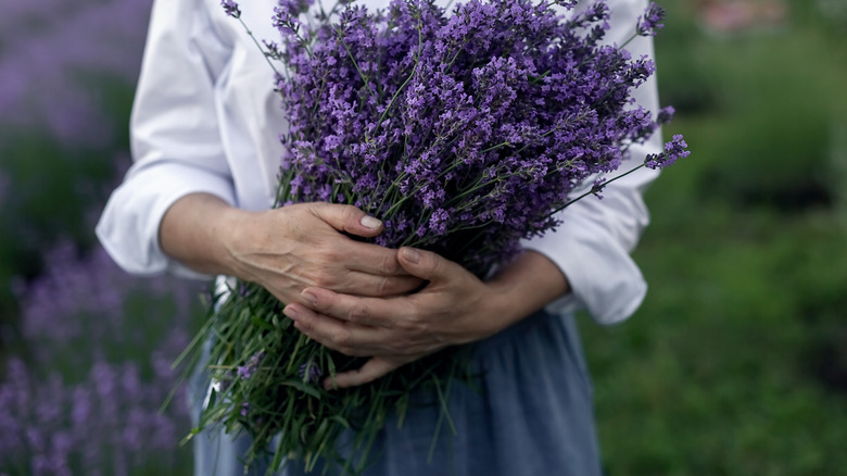 A close up of a woman's hands and arms holding a bouquet of lavender.