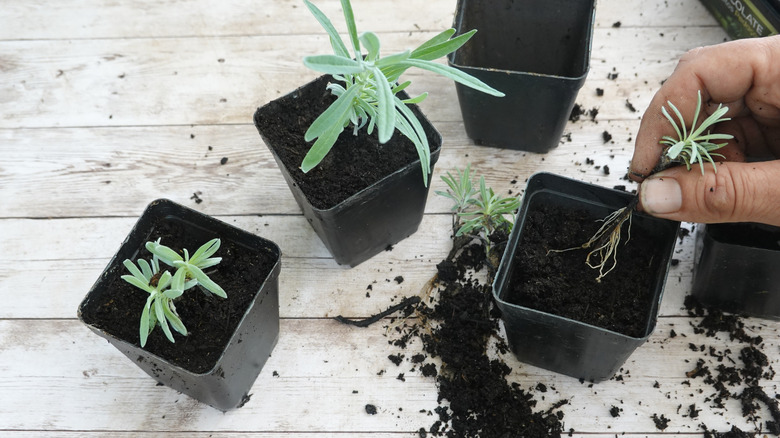 Hands pulling a lavender cutting out of a container next to two other containers with lavender stems in them.