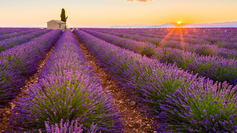 A field of lavender in bloom with the sun setting over the mountains to the right and a little shack with a tall tree in the distance to the left.