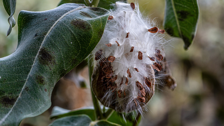 Milkweed seeds emerging from pod on milkweed plant