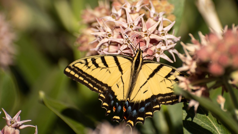 A swallowtail butterfly feeds on a milkweed flower