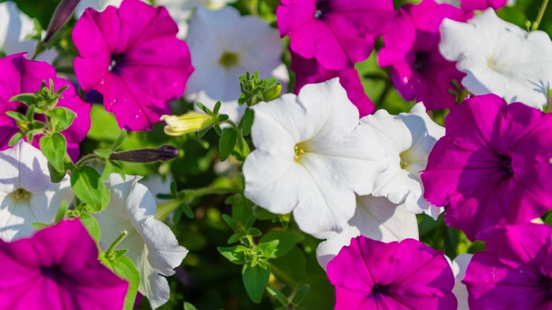 Blooming purple and white petunias grow in the garden.