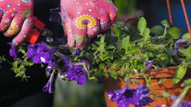 Hands in colorful gloves cutting petunias.