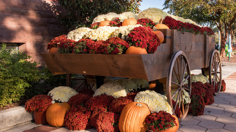 Mums on display in a wheelbarrow at MumFest