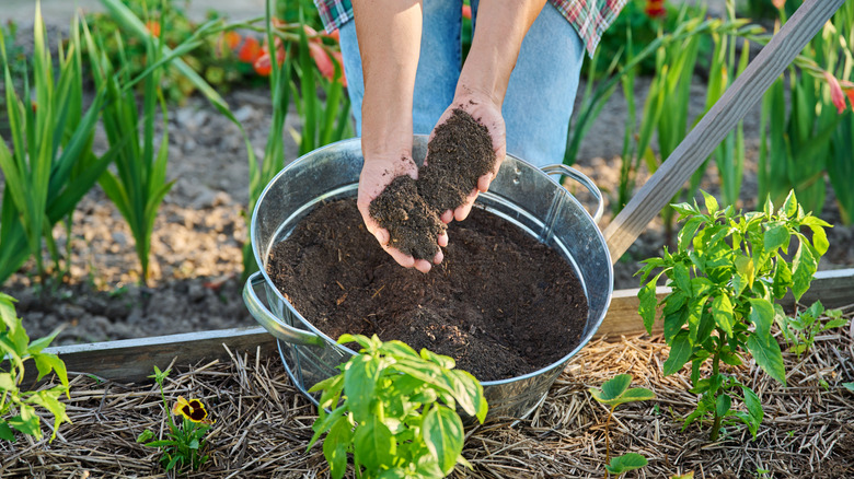 A gardener applies mushroom compost to their raised bed vegetable garden.