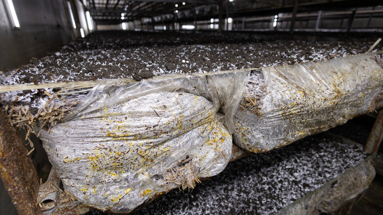 Mushroom substrate with visible mycelium growth inside a building on a mushroom farm.